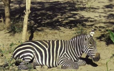 中班美術(shù)教案斑馬教案