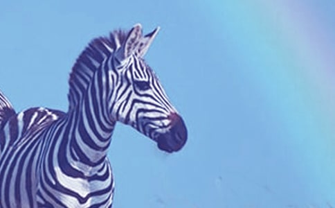 迷糊的斑馬作文