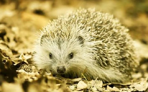 �а��׃��Z(y��)�Խ̰���С��⬺��������ѡ�