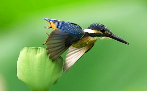 語文翠鳥的教案