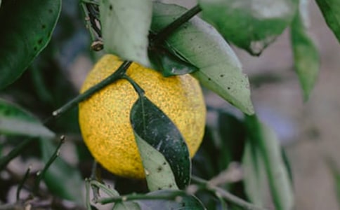 ���@��(ch��ng)�а��f(xi��)�h��(sh��) (�R��6ƪ)