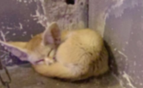 �x��С��؂�I���ס��и�450�֣����x5ƪ��