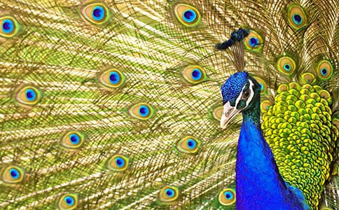 ����ȸ�|���w�����x���700��