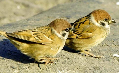 ��ȸ���uС�W(xu��)��ӛ