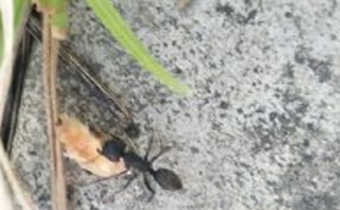 �P(gu��n)��Λρ����ӛ