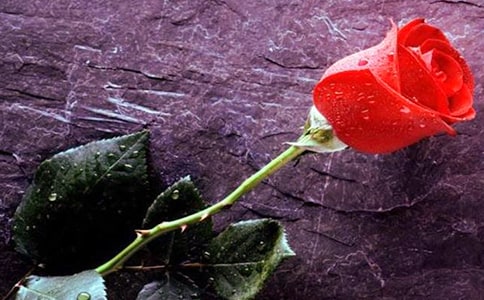 玫瑰的作文集合(4篇)