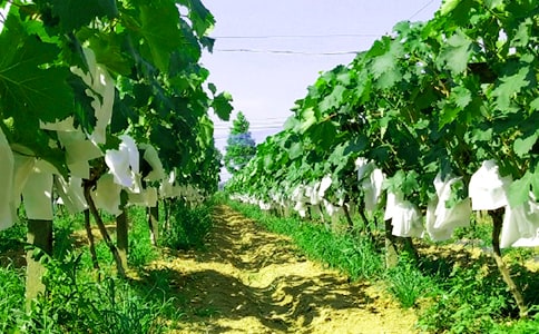 農(nóng)家樂策劃方案10篇