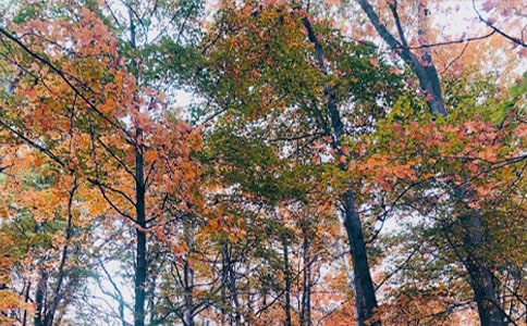 ����ԭ�ķ��g���p��(�ϼ�15ƪ)