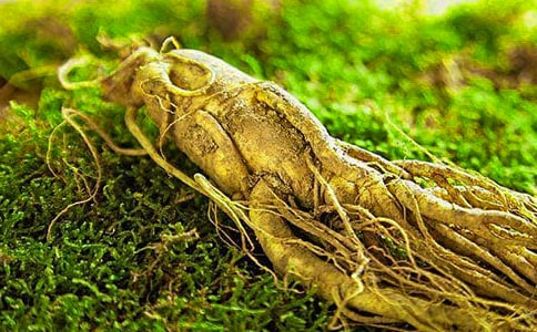 偷吃人參果讀后感400字