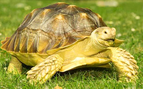 �а����g(sh��)�̰������̰�