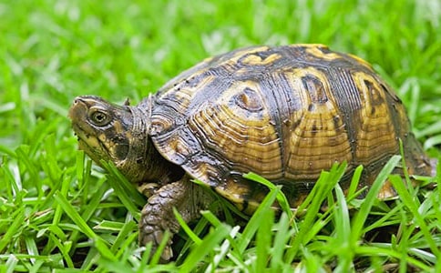 ��������ζ���Ğ����x���450��