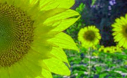 向日葵花海作文(通用16篇)