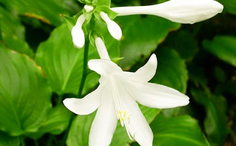 ҹ�������ģ�����