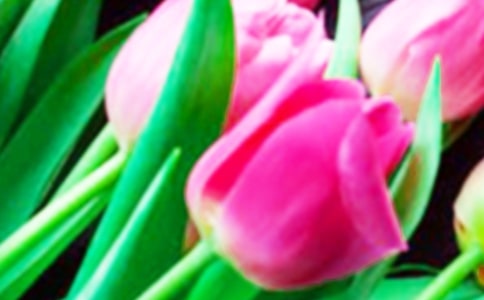 【經(jīng)典】郁金香作文