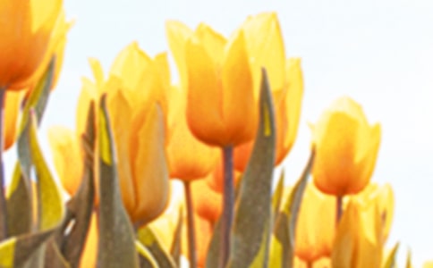 ������Ļ��Z�DƬ