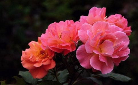 雨中的月季作文