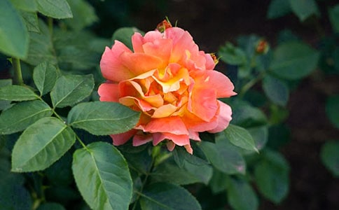 觀察月季花的小學(xué)作文