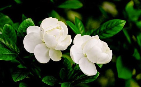 觀察茉莉花的日記