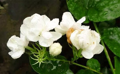 《潔白的茉莉花》小學(xué)讀后感范文