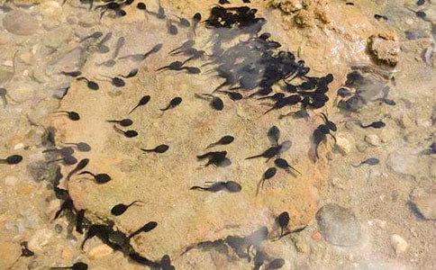 ���᡿С����ҋ�������15ƪ